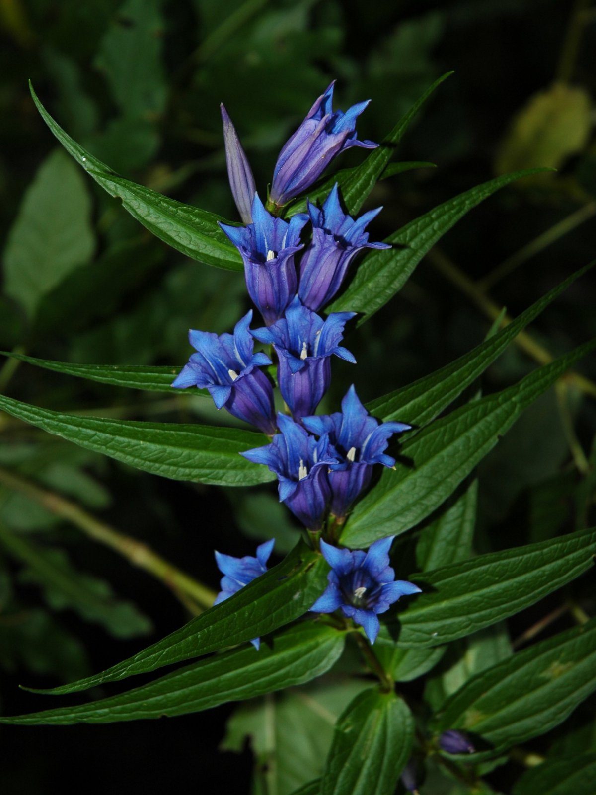 Gentiana asclepiadea